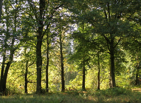 Shady woodland view