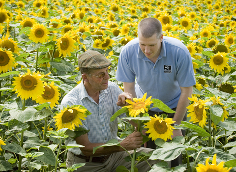 Nicholas Watts and Paul Wilkinson in a sunflower field at Vine House farm
