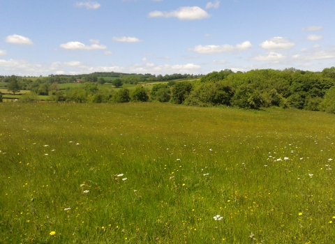 View across meadow with hedgerow in background
