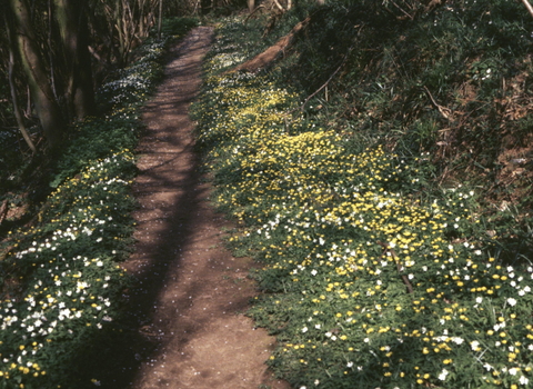 Woodland path with celandine and anenomes