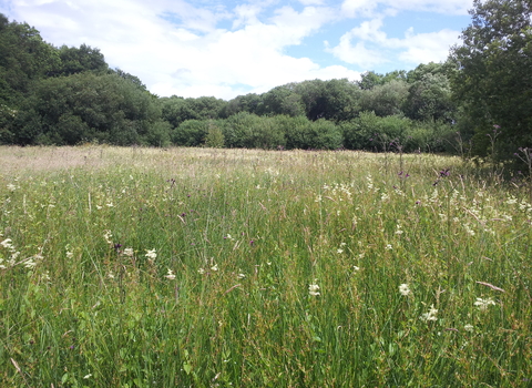 View across meadow