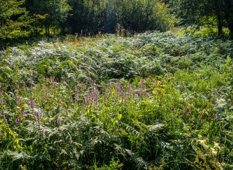 Scrub with foxgloves and bracken