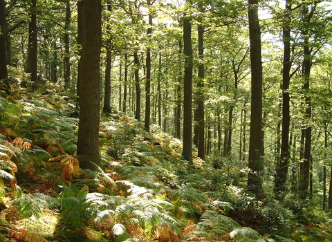 Woodland trees with bracken covering woodland floor