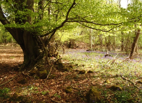 Veteran Tree with bluebells