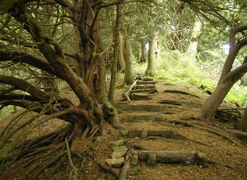 Path through yew trees