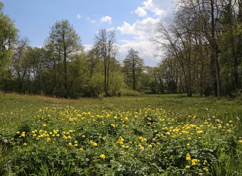 Globe flowers at Upper Welson Marsh