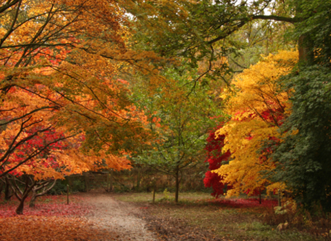 autumn colour