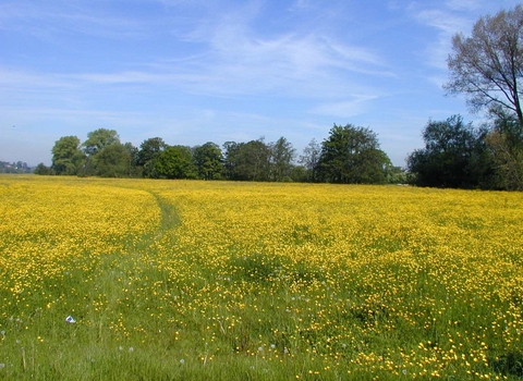 Lugg Meadows