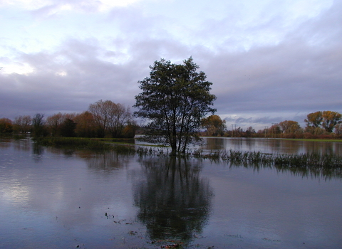 Flooded field