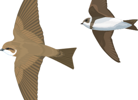Illustration of two sand martin in flight