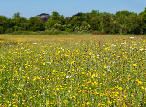 Wildflower meadow of yellow and white flowers with tall hedgerow in background