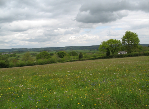 View across field of grass with flowers