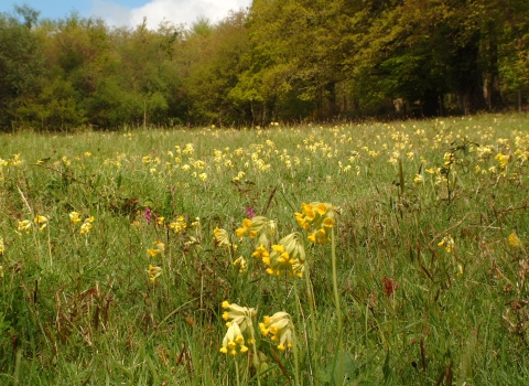 Cowslips flowering in meadow with trees behind