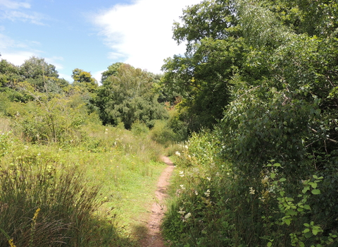 View of path beside hedgerow through grasses