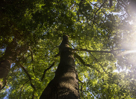 View up into the canopy of a large tree with sunlight bleeding through