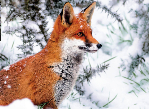 Fox in the snow