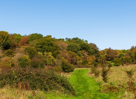 View across landscape of rough grass, bushes and trees beyond