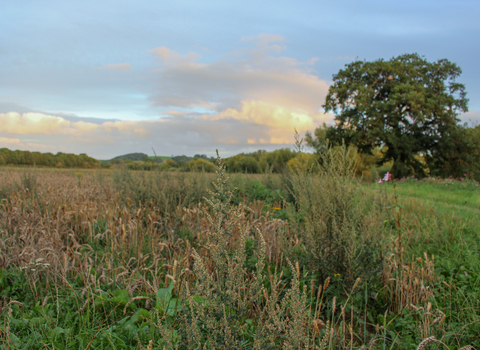 View through long grass across meadow with large tree beyond