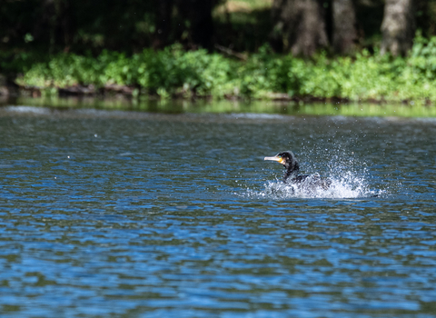 Black bird swimming in lake with bankside vegetation in background