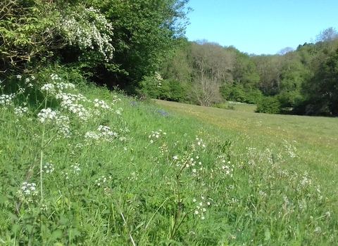 View across meadow with thick surrounding hedgerows