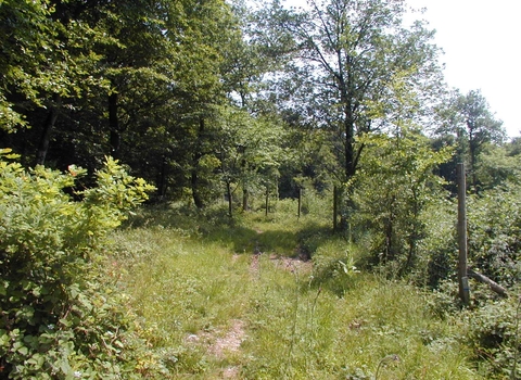 View along grassy path through trees in spring