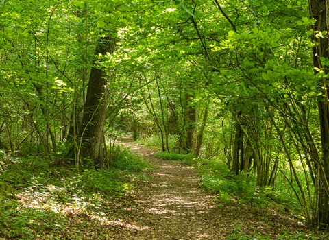 View along path through green trees in spring