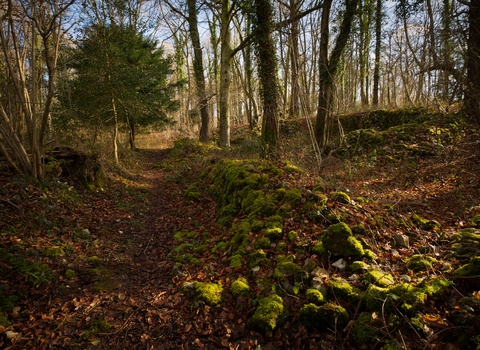 Autumn woodland scene with remnants of stone wall covered with moss