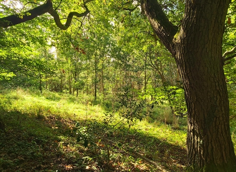 View into sunny woodland glade with large tree trunk on right hand side of foreground