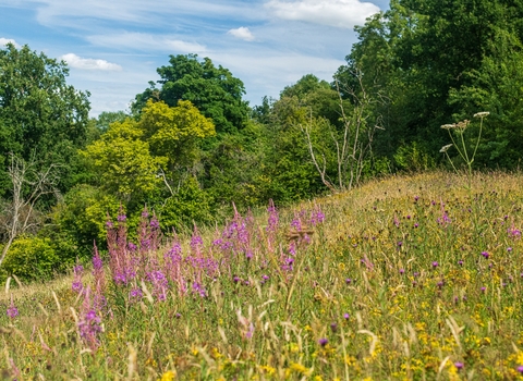 Common Hill Nature Reserve