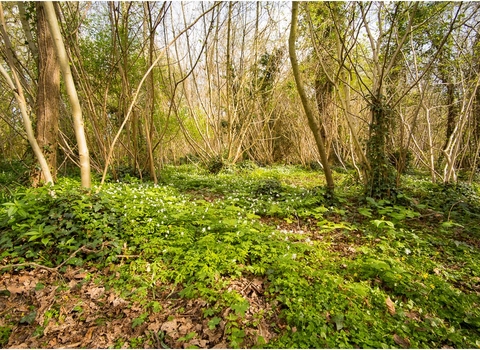 Coughton Marsh Nature Reserve