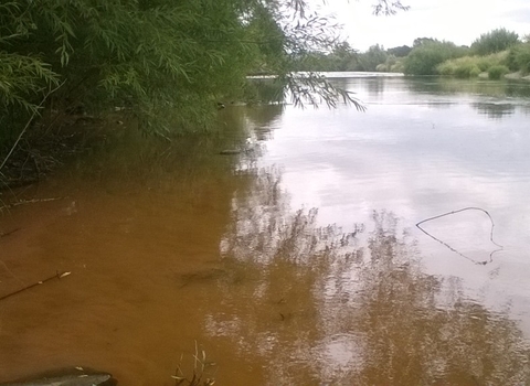 View across brown river with vegetation overhanging to the left