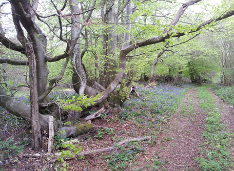 Leeping Stocks nature reserve