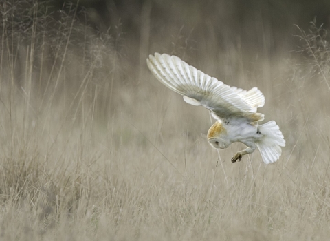 Barn Owl (Tyto alba) swooping onto mouse UK