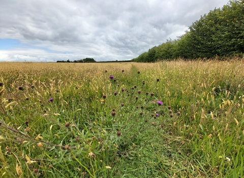 Page's Pasture nature reserve