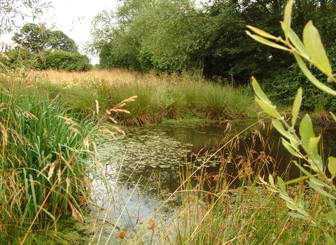 Sturts East pond in Waterloo field
