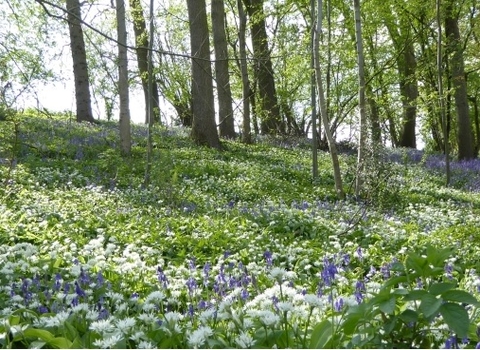 Wern Wood nature reserve spring 2022