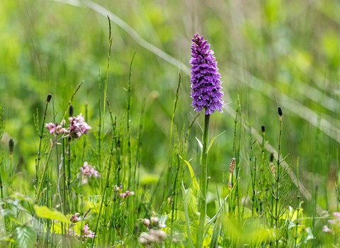 Ail Meadow Southern Marsh Orchid (c) Paul Lloyd