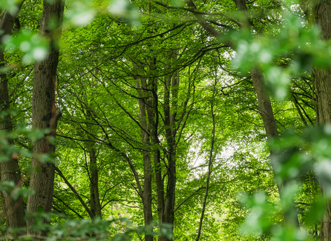 Treescapes Coopers Hill