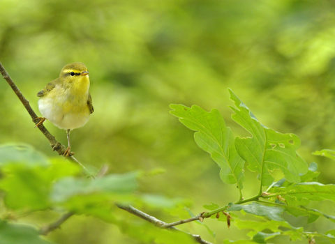 Treescapes Wood Warbler (c) Andy Rouse