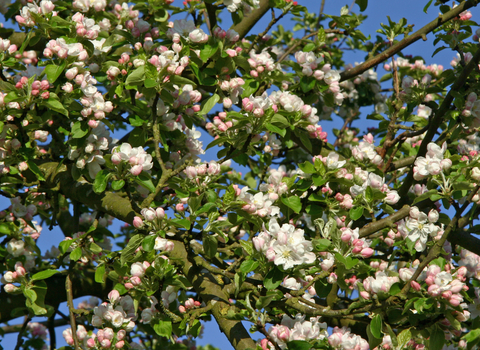 Blossom on apple tree