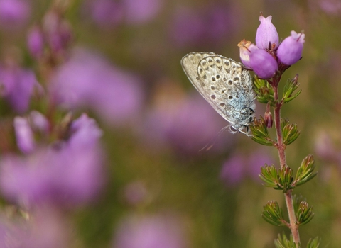 Silver-studded Blue butterfly