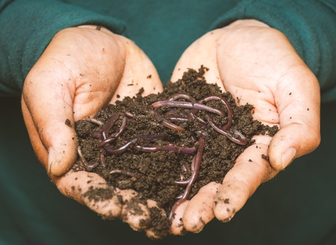 Hands holding soil filled with worms