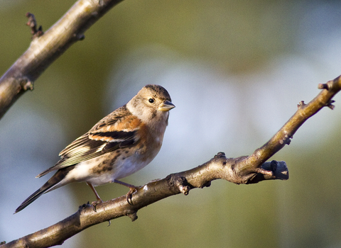 Small bird with pale head and russet and dark brown feathers on body, pale underside
