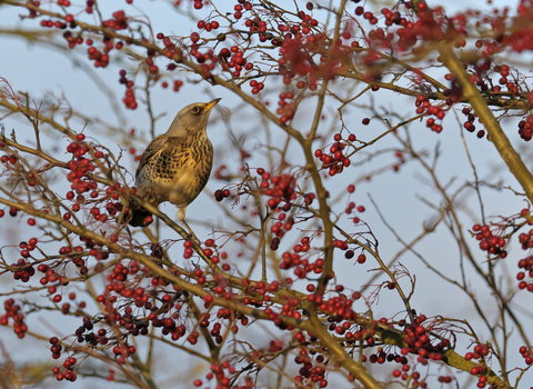 A fieldfare in a hawthorn, surrounded by plump red berries