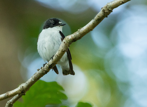 Male pied flycatcher perched on a branch