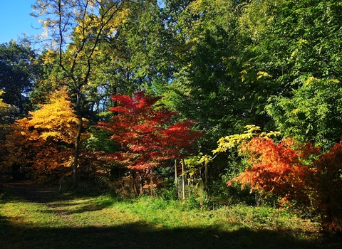 Young Japanese acers in the Autumn Garden displaying vibrant reds, oranges and yellows in full sunshine, against a backdrop of mature green trees and blue sky.