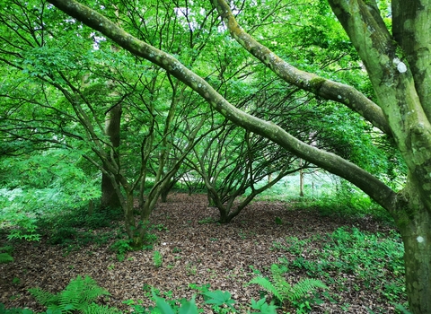 Japanese acers with green summer foliage