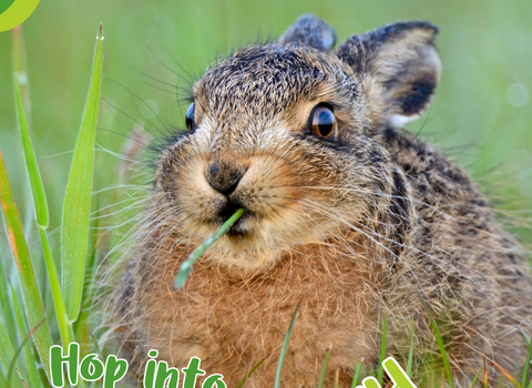 Close up of a hare lying down with a blade of grass in its mouth