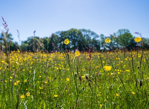 View through wildflower meadow with blue sky above