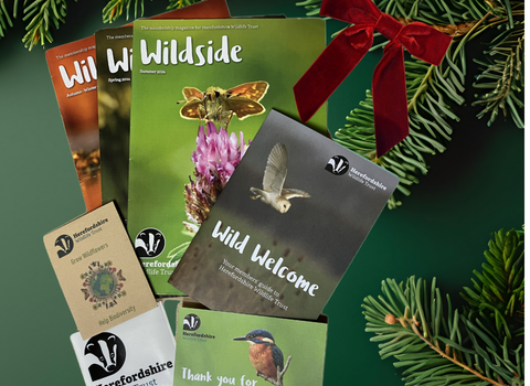 Contents of membership back on a green background with fir tree branches